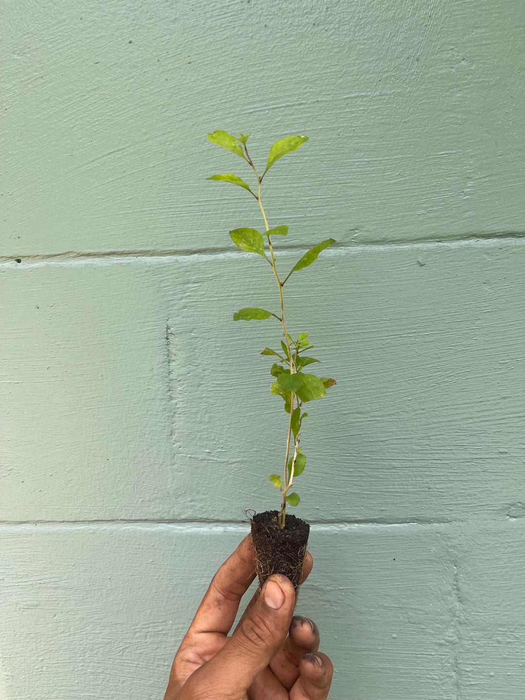 Goji Berry Plant (Lycium barbarum) – 2” Plug – Edible Superfruit Shrub