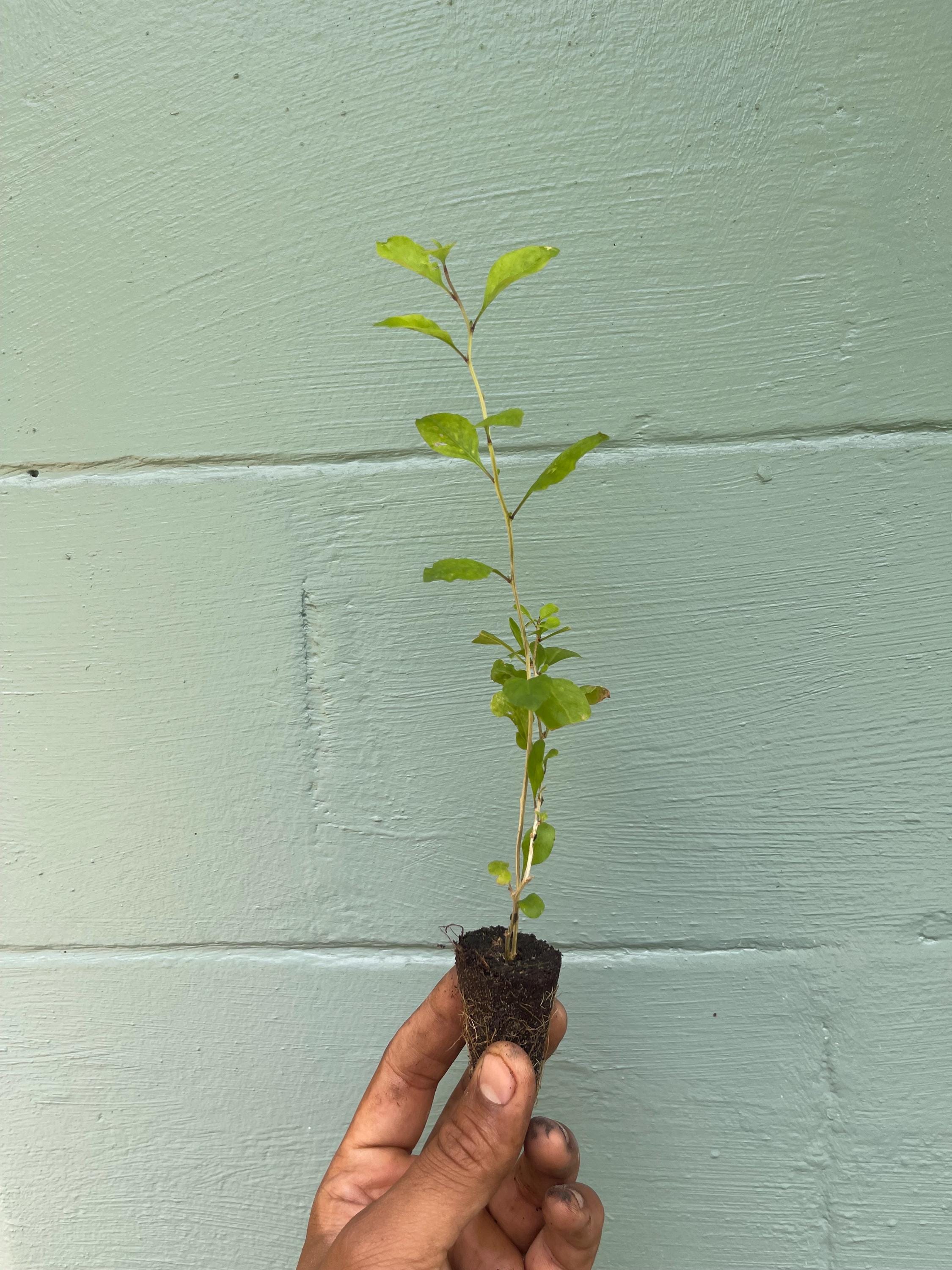 Goji Berry Plant (Lycium barbarum) – 2” Plug – Edible Superfruit Shrub