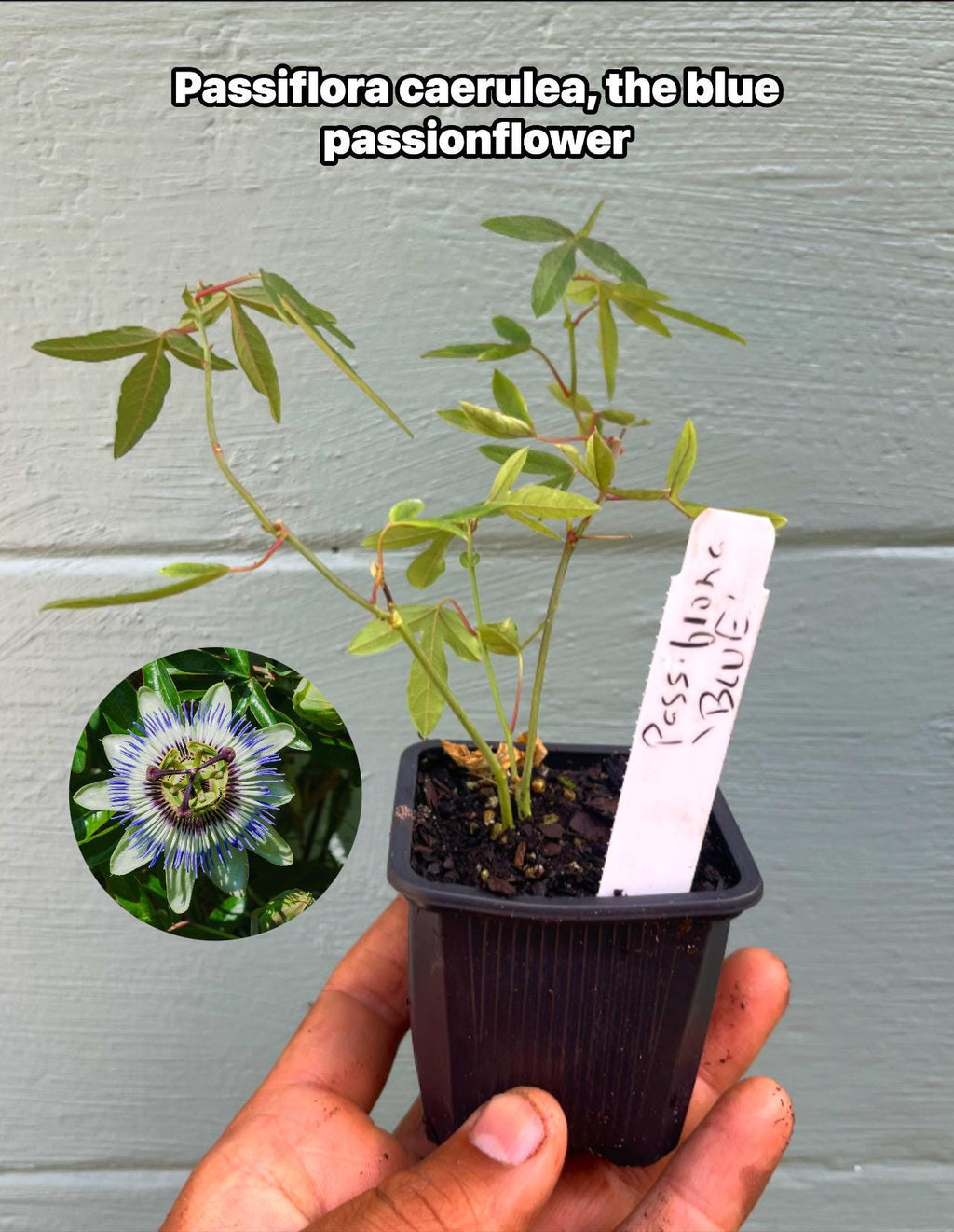 Blue Passionflower Plant – Passiflora caerulea | Hardy Passion Vine | Exotic Flowering Climber | Butterfly Host Plant