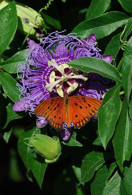 Native passionflower seeds
