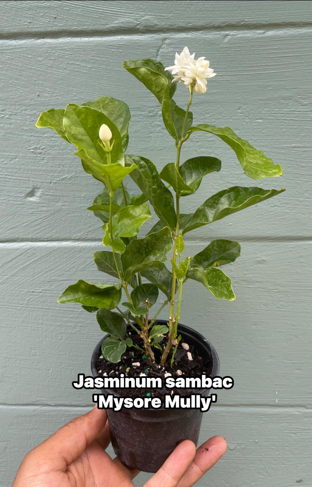 Jasminum sambac ‘Mysore Mulli’ – Arabian Jasmine – 4” Pot