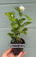 Jasminum sambac ‘Mysore Mulli’ – Arabian Jasmine – 4” Pot