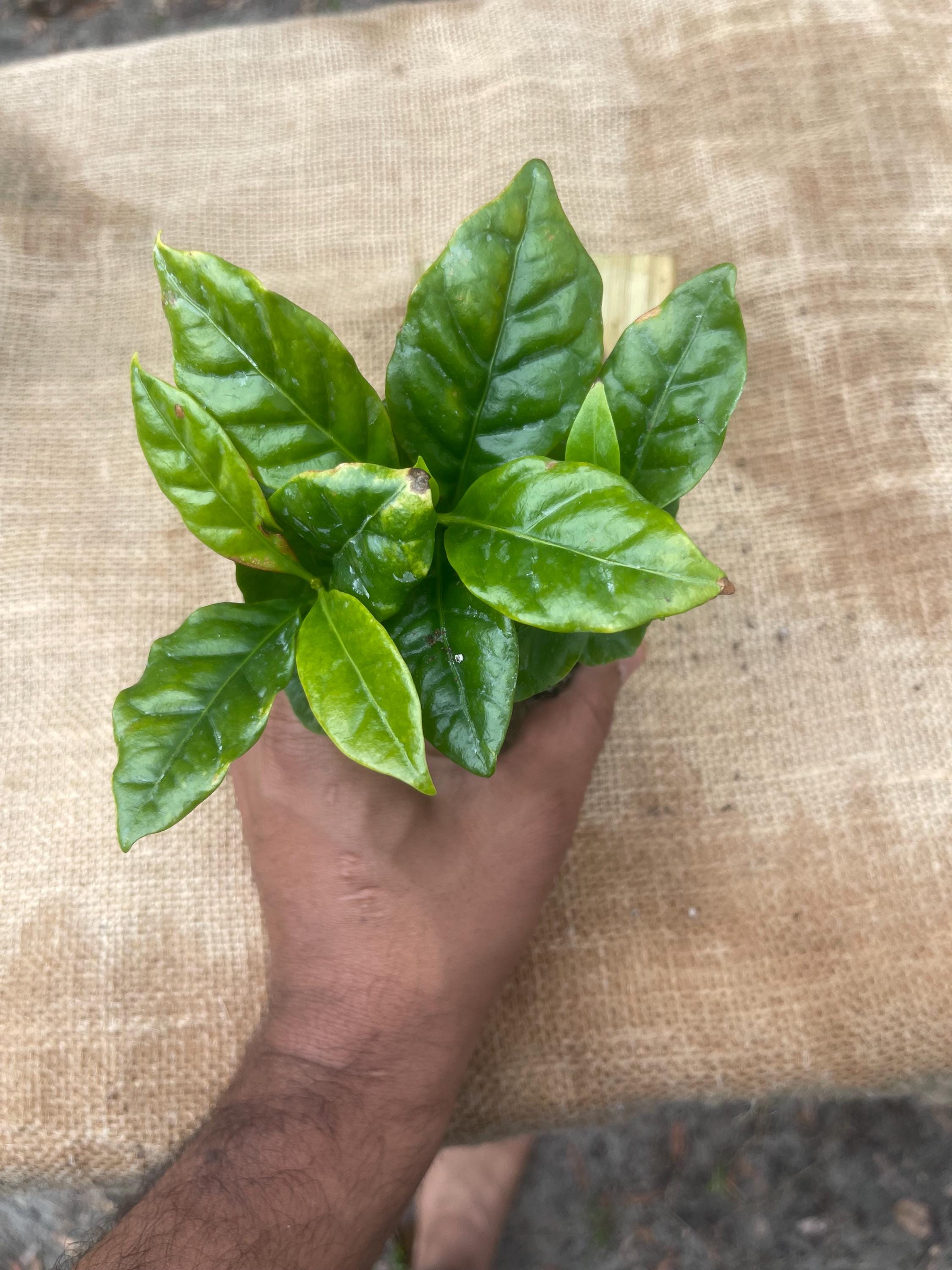 Coffea Arabica Coffee Plant: Live Indoor Houseplant, Easy Care
