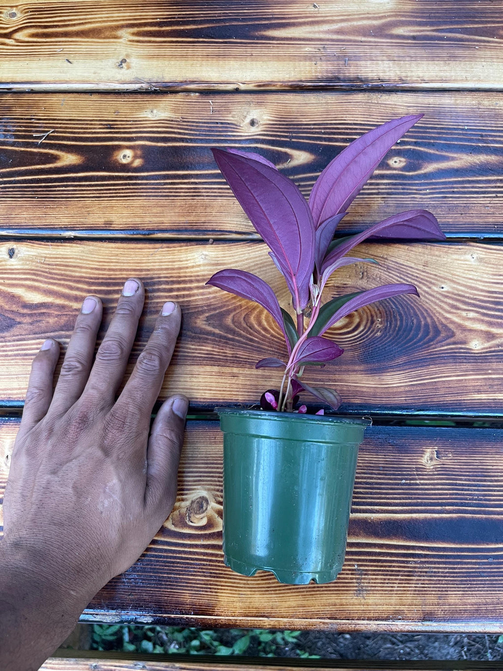 Medinilla ‘Gregori Hambali’ Rare Tropical Plant – Pink Blooms, 4-Inch Pot