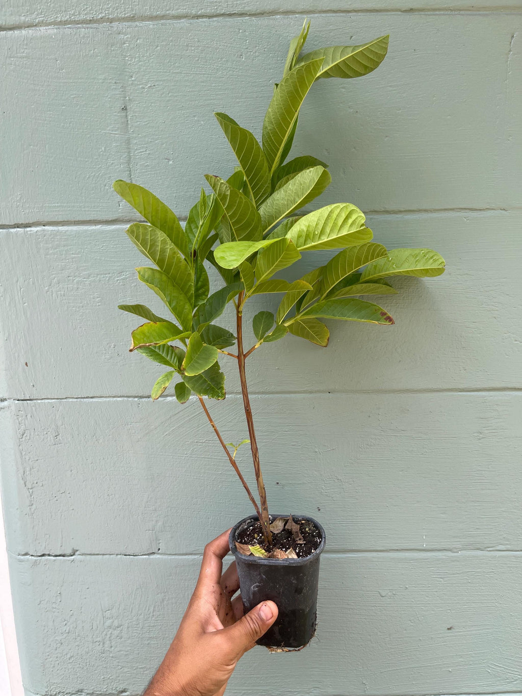 Pink pear Guava Tree – Pear-Shaped Sweet Fruit – Live Tropical Plant 4.5” Pot