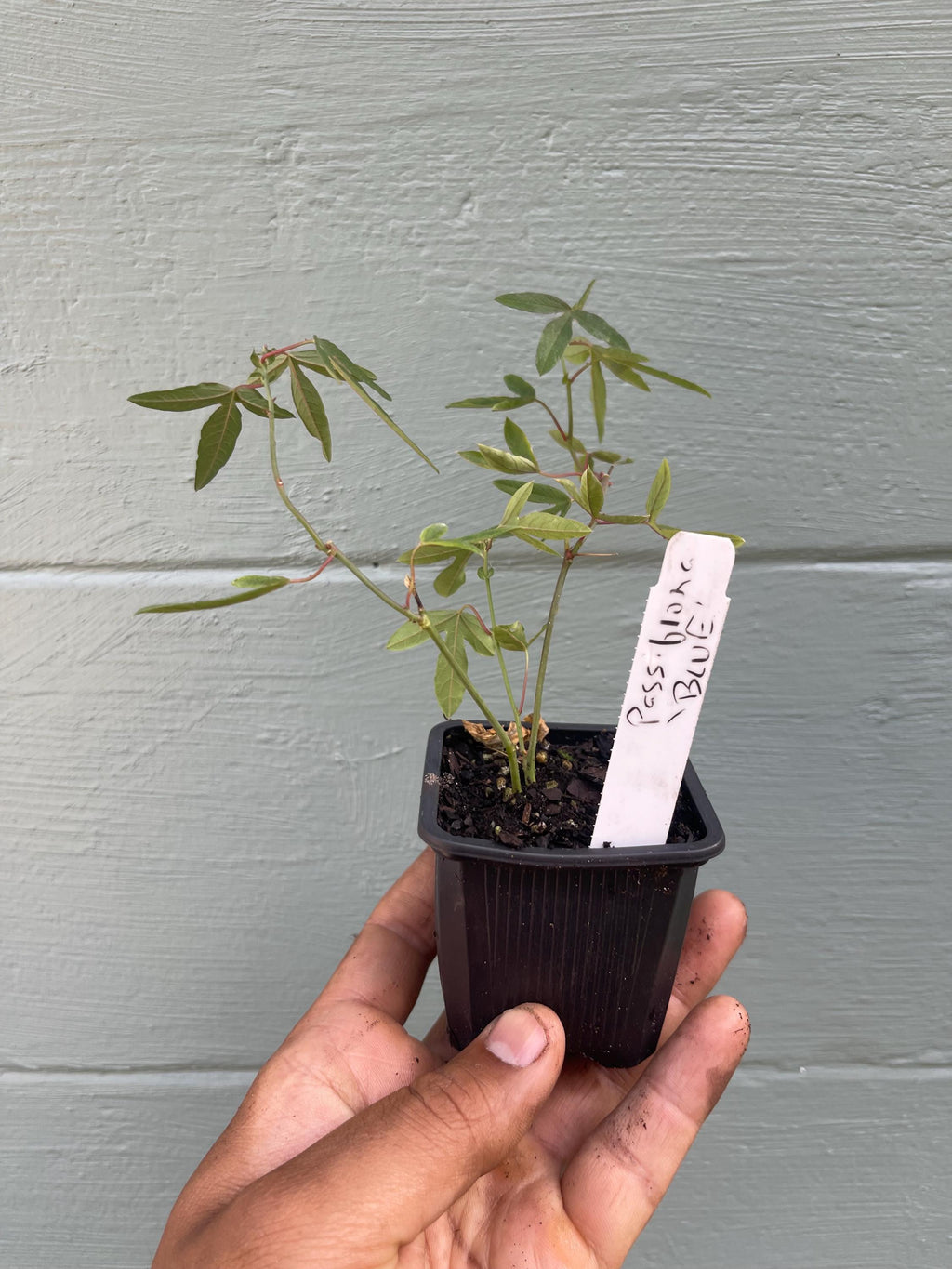 Blue Passionflower Plant – Passiflora caerulea | Hardy Passion Vine | Exotic Flowering Climber | Butterfly Host Plant