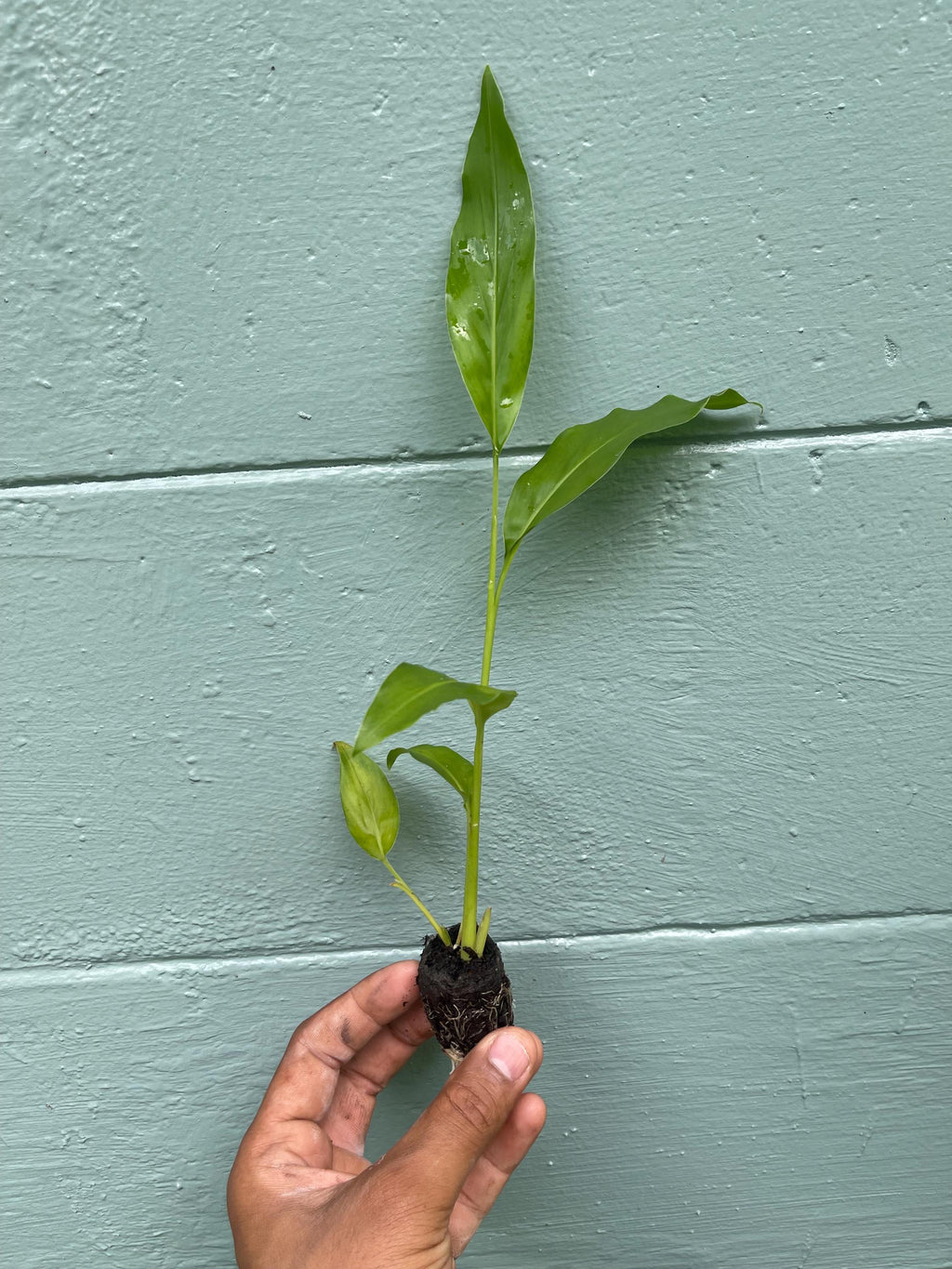 Galangal Plant: Fresh Thai Ginger