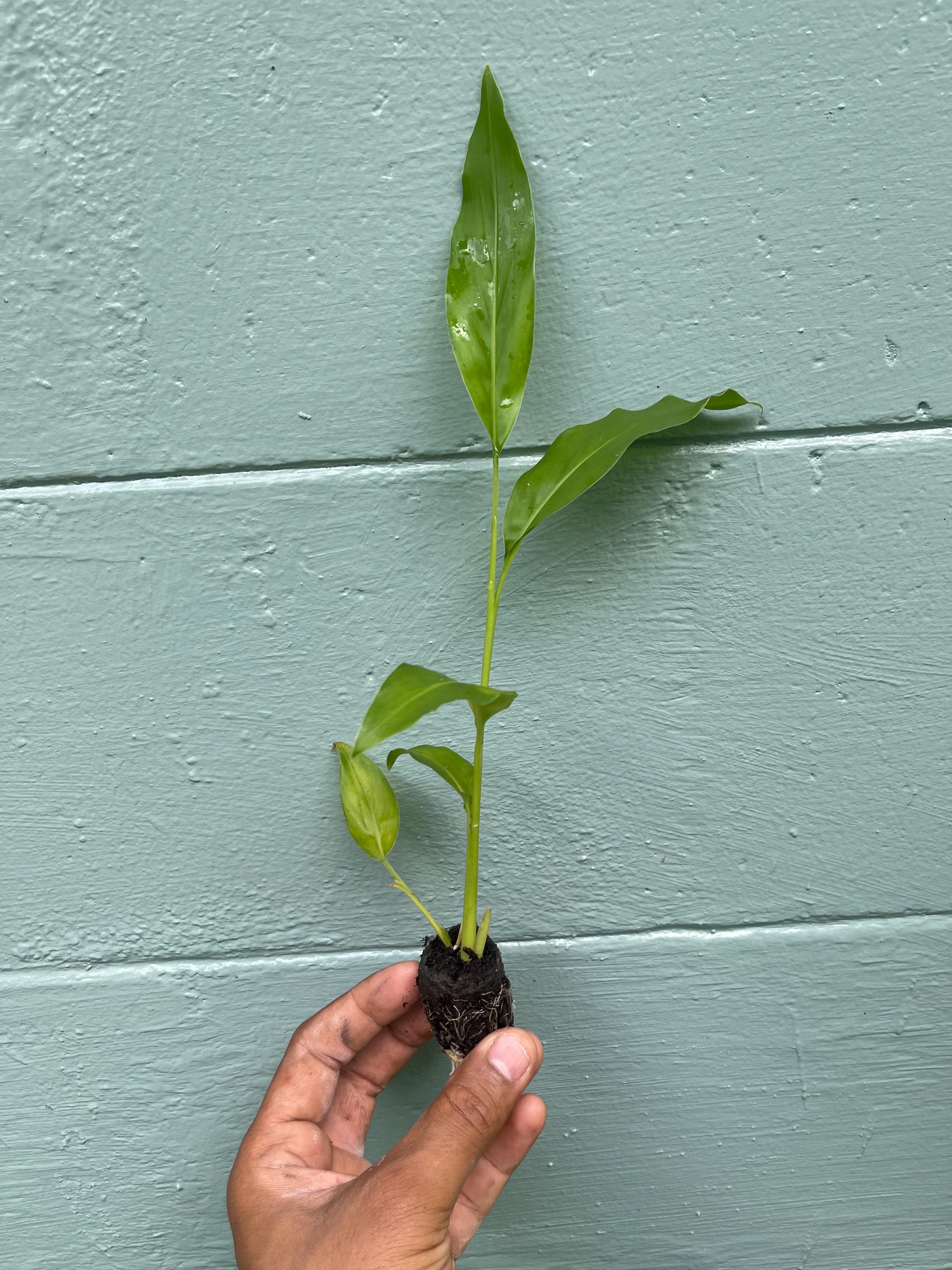 Galangal Plant: Fresh Thai Ginger