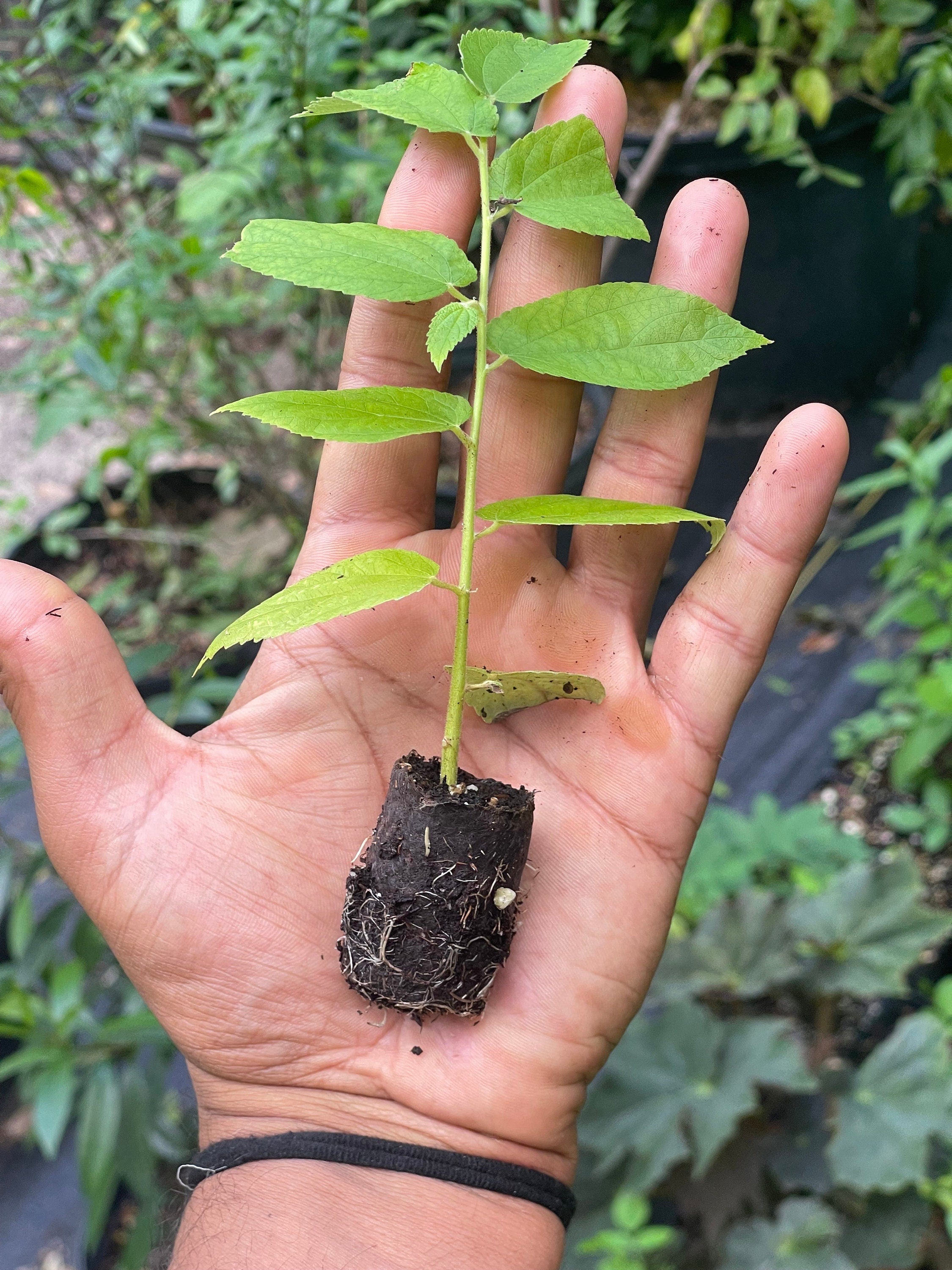 Strawberry Tree (Muntingia calabura) | Rare Edible Tropical Fruit Plant for Home Garden & Outdoor Delight