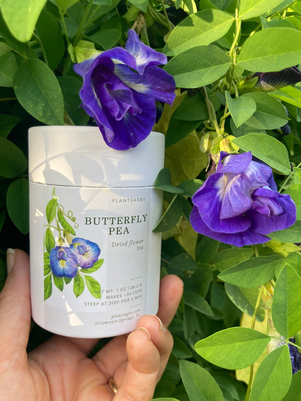 Organic Butterfly Pea Flower Tea: Natural Blue Herbal Tea