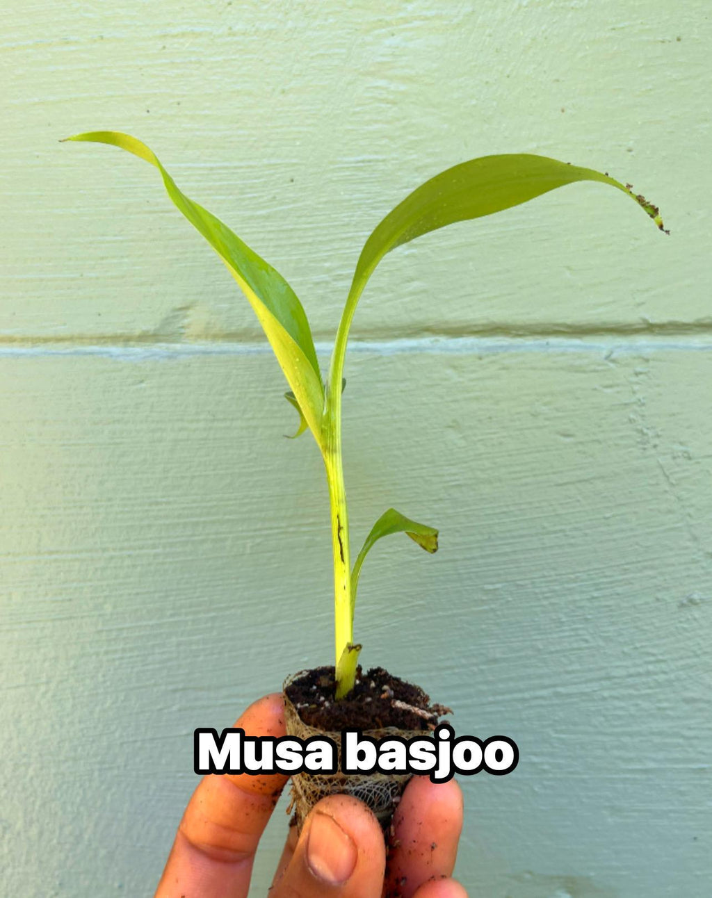 Musa Basjoo Banana Tree – Cold Hardy Tropical Plant, Fast Growing Ornamental Foliage