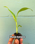 Musa Basjoo Banana Tree – Cold Hardy Tropical Plant, Fast Growing Ornamental Foliage