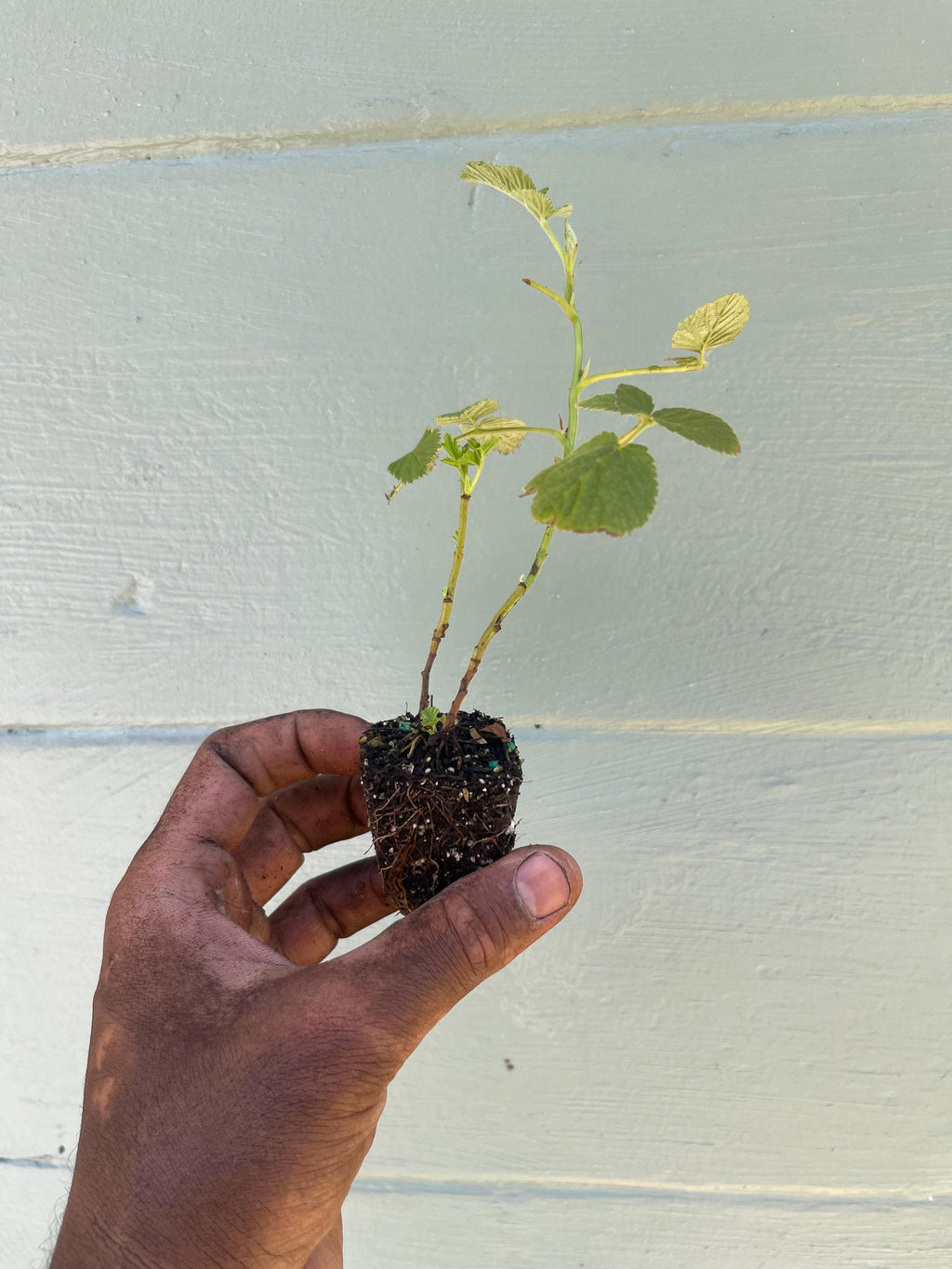 Mysore Raspberry Liners (Rubus niveus)