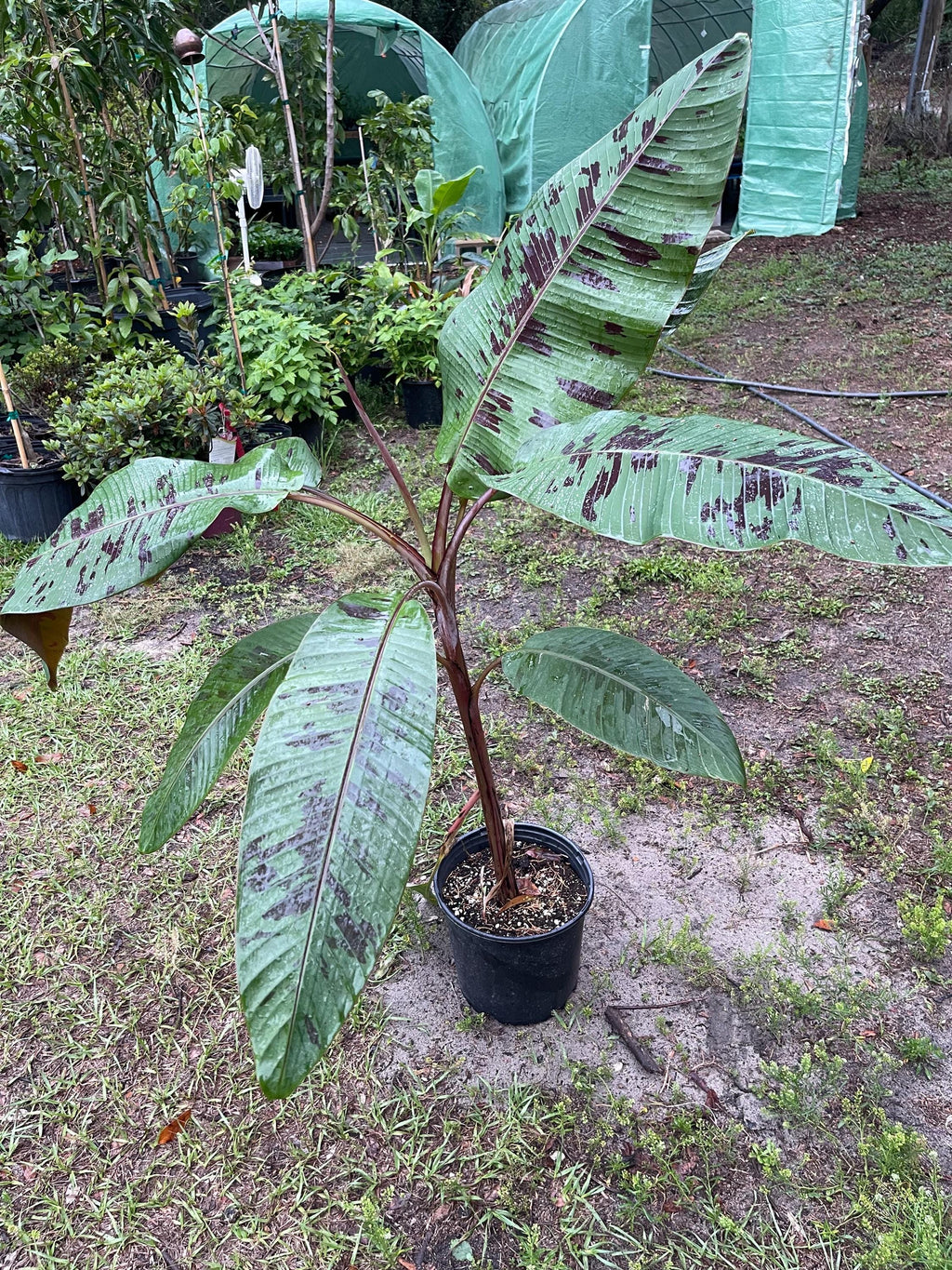 Musa ‘Sumatrana X’ – Rare Red-Leaf Hybrid Banana