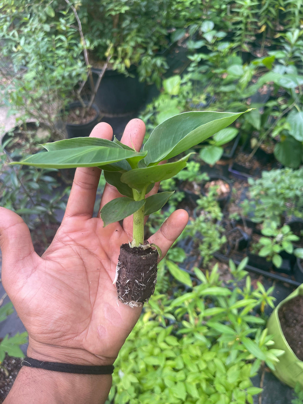 Musa Truly Tiny -the smallest edible banana variety