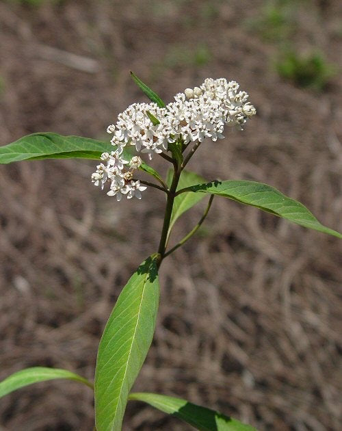 Asclepias perennis (Snowy milkweed) Native