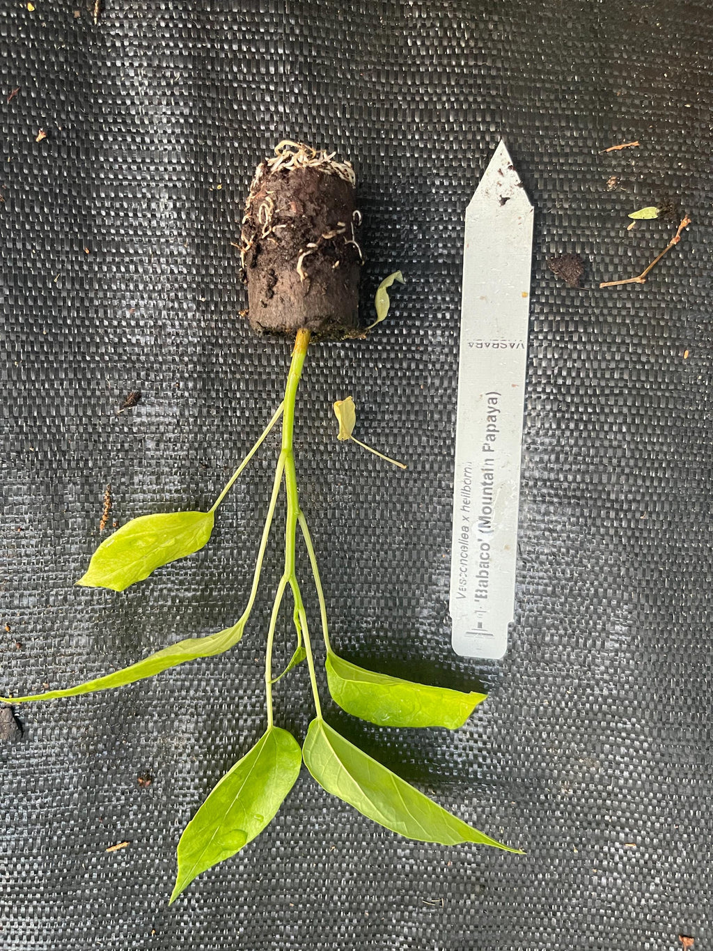 RARE Babaco/Mountain papaya plants