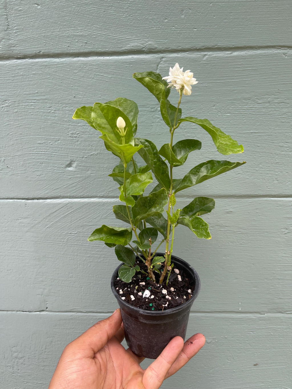 Jasminum sambac ‘Mysore Mulli’ – Arabian Jasmine – 4” Pot