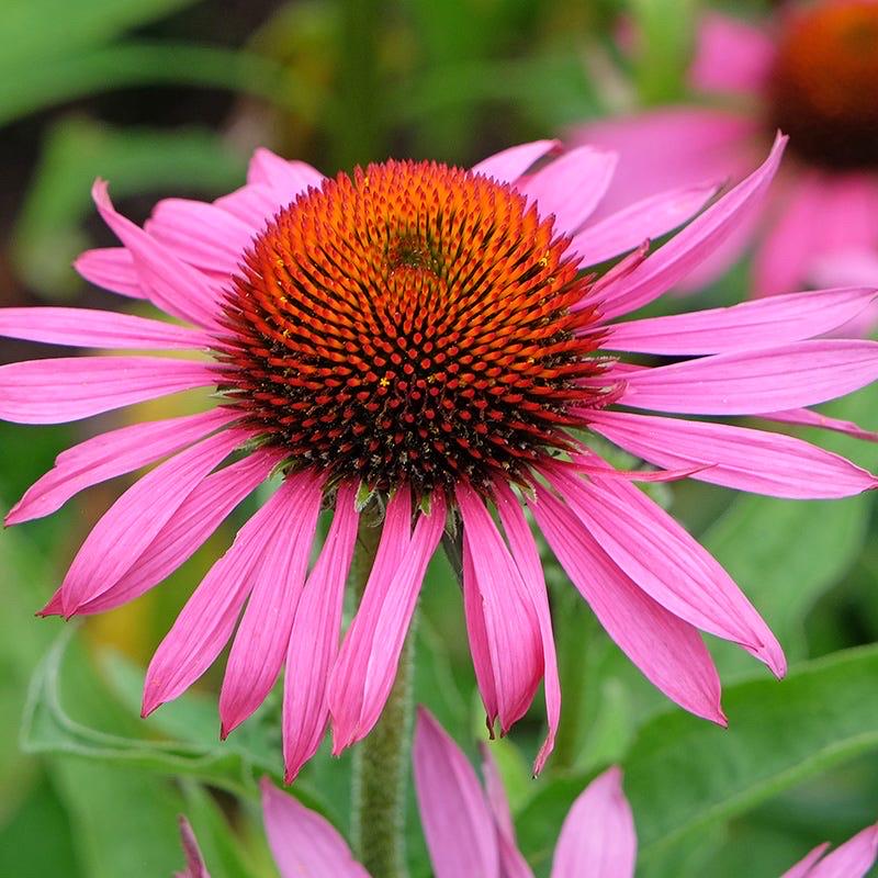 Echinacea purpurea ‘Rubinstern’ (Ruby Star Coneflower) – 2” Plug Plant – Pollinator Friendly Perennial