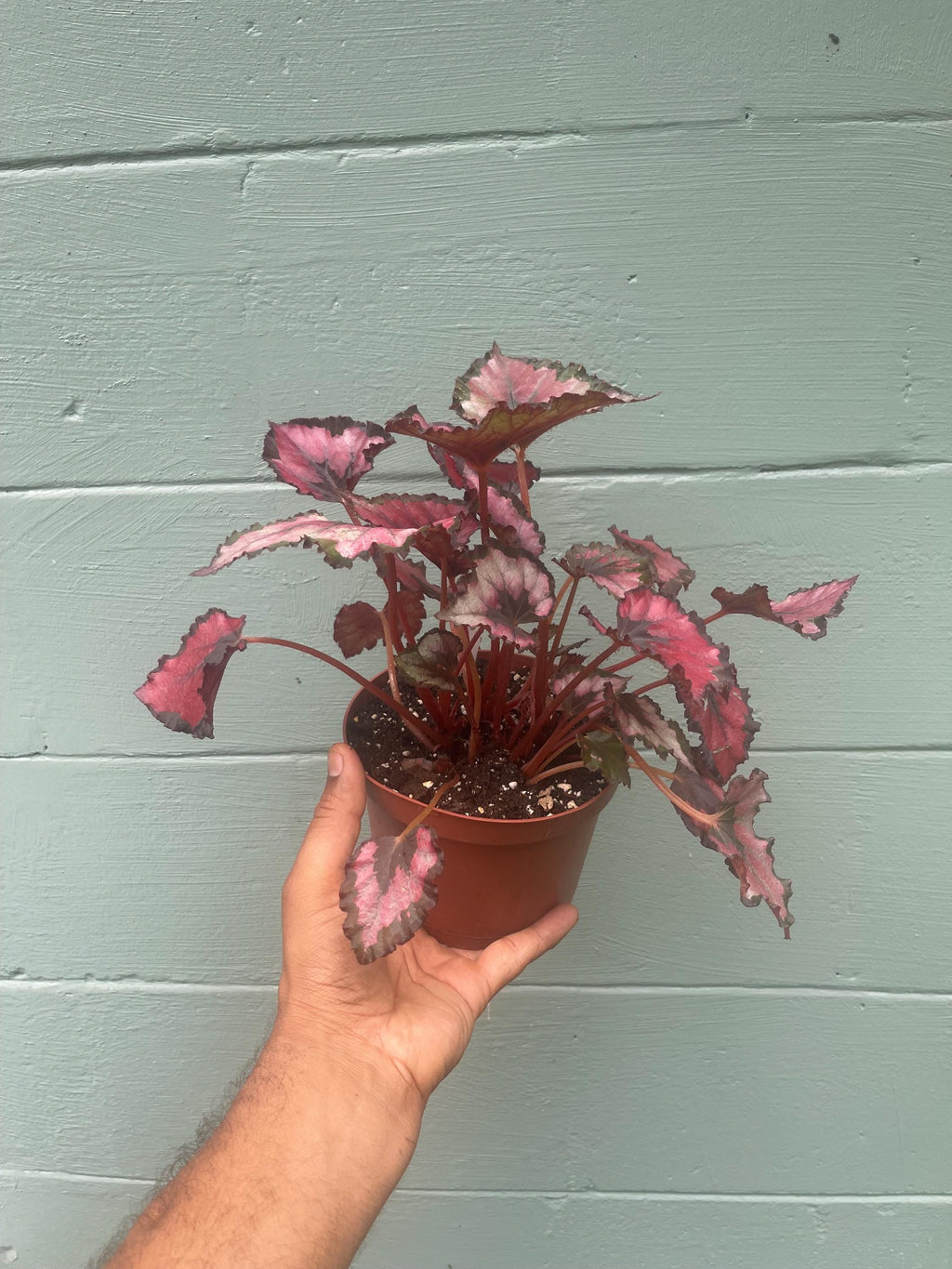 Begonia ‘Kotobuki’ – Live Plant in 4.5” Pot | Rare Collector Begonia | Tropical Houseplant