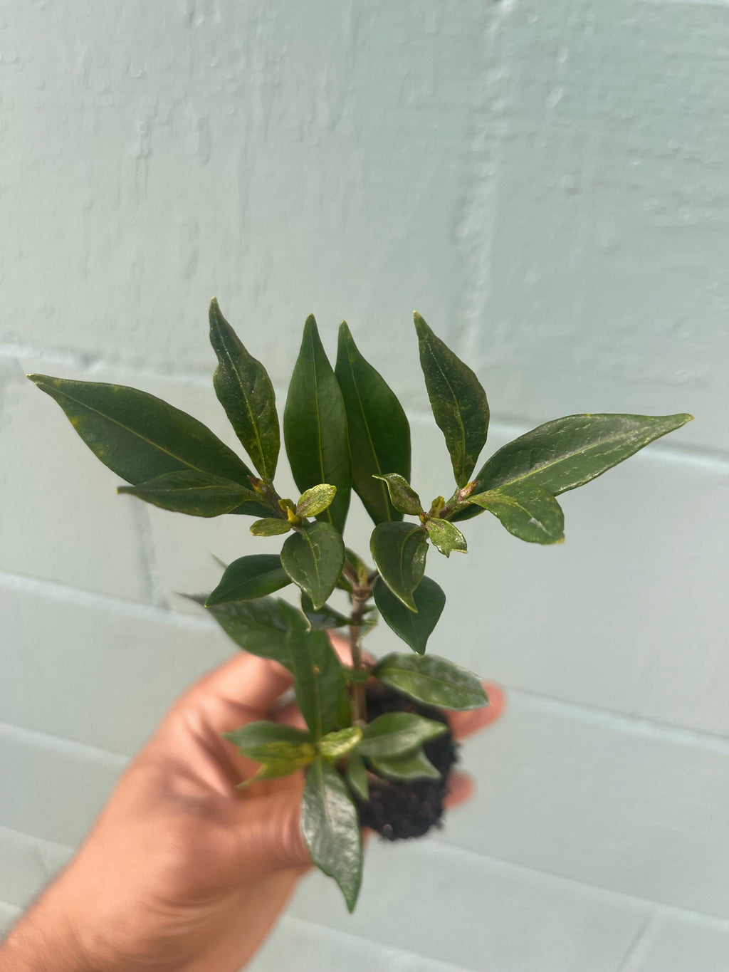 Frostproof Gardenia Plant – Evergreen Flowering Shrub – Fragrant White Blooms