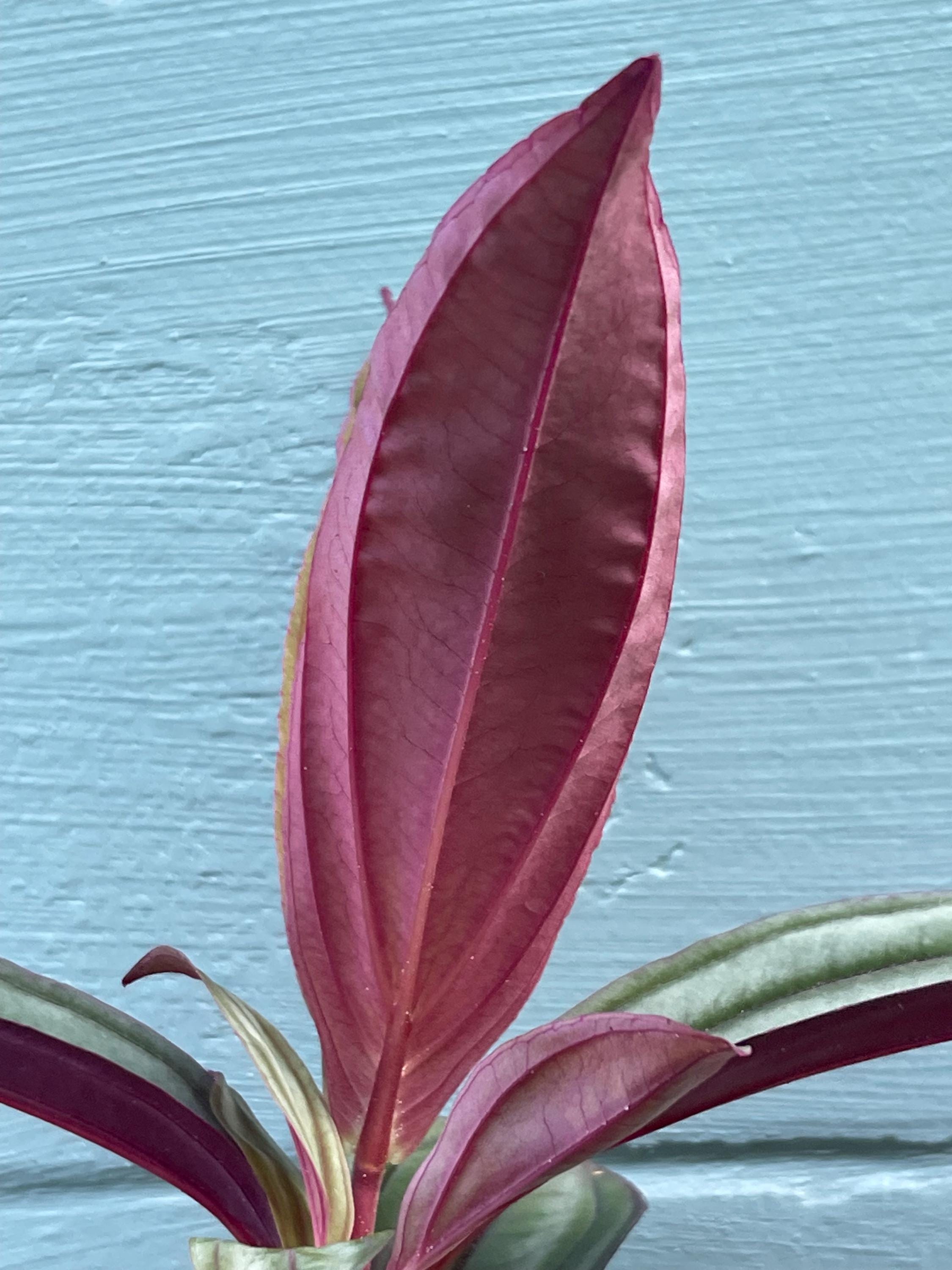 Medinilla ‘Gregori Hambali’ Rare Tropical Plant – Pink Blooms, 4-Inch Pot