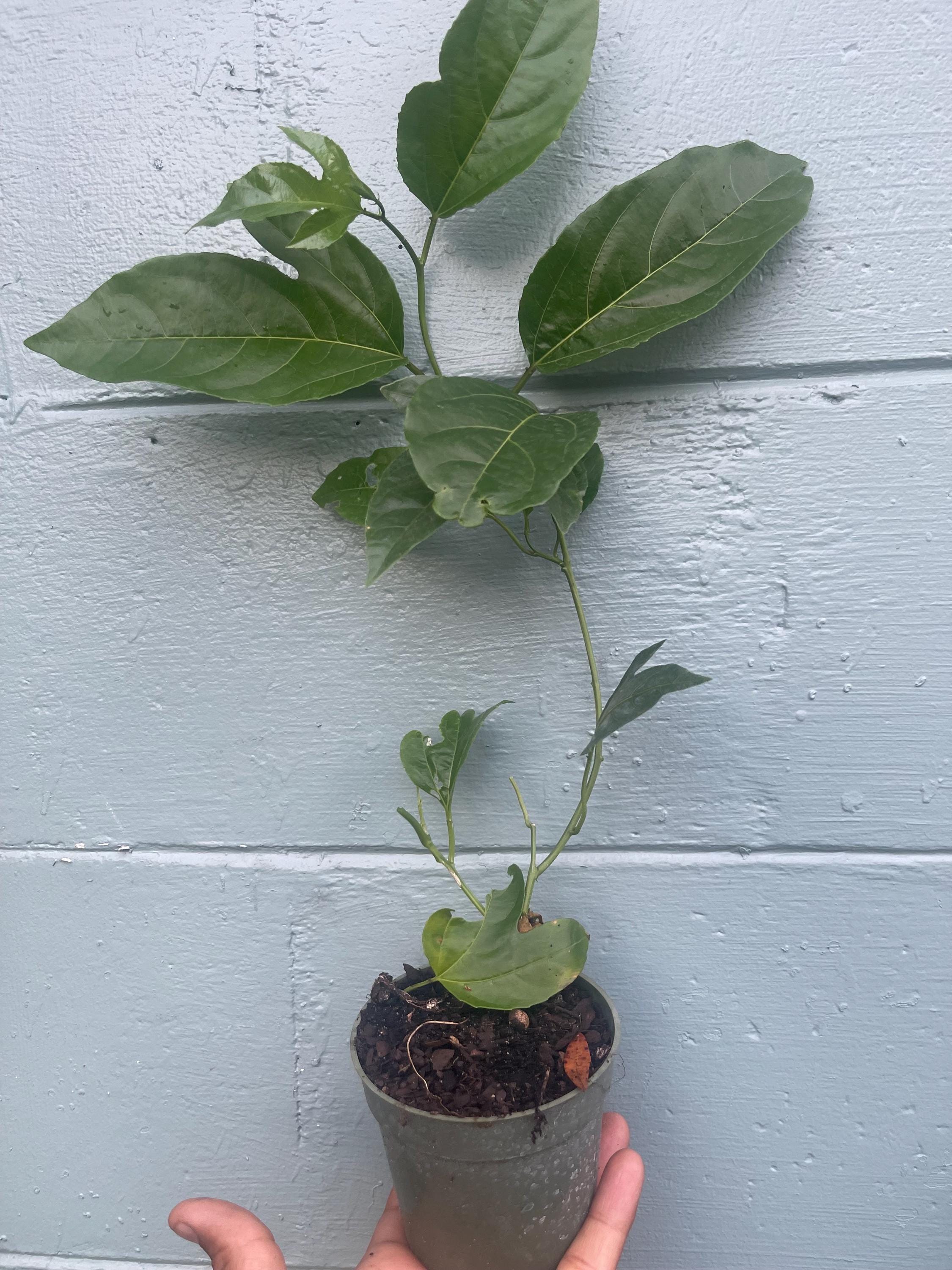 Sunrise Passion Fruit Vine – Fast-Growing Tropical Plant, Delicious Fruit (4 inches Pot)