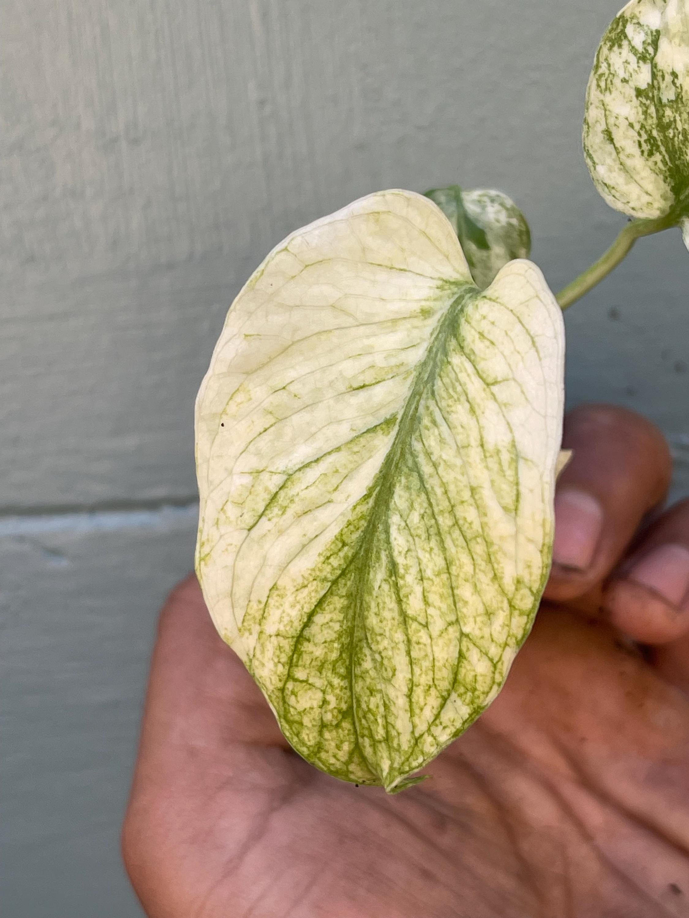 Rare Monstera Mint Variegated Live Plant | Collector plant | Unique Green & Mint Variegation