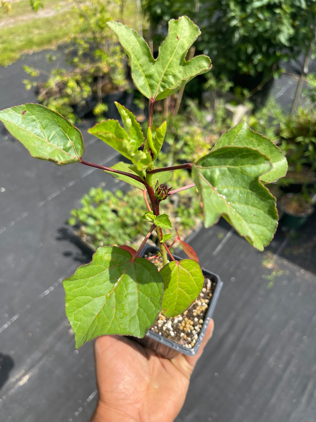 Roselle/sorrel (Hibiscus sabdariffa) plants