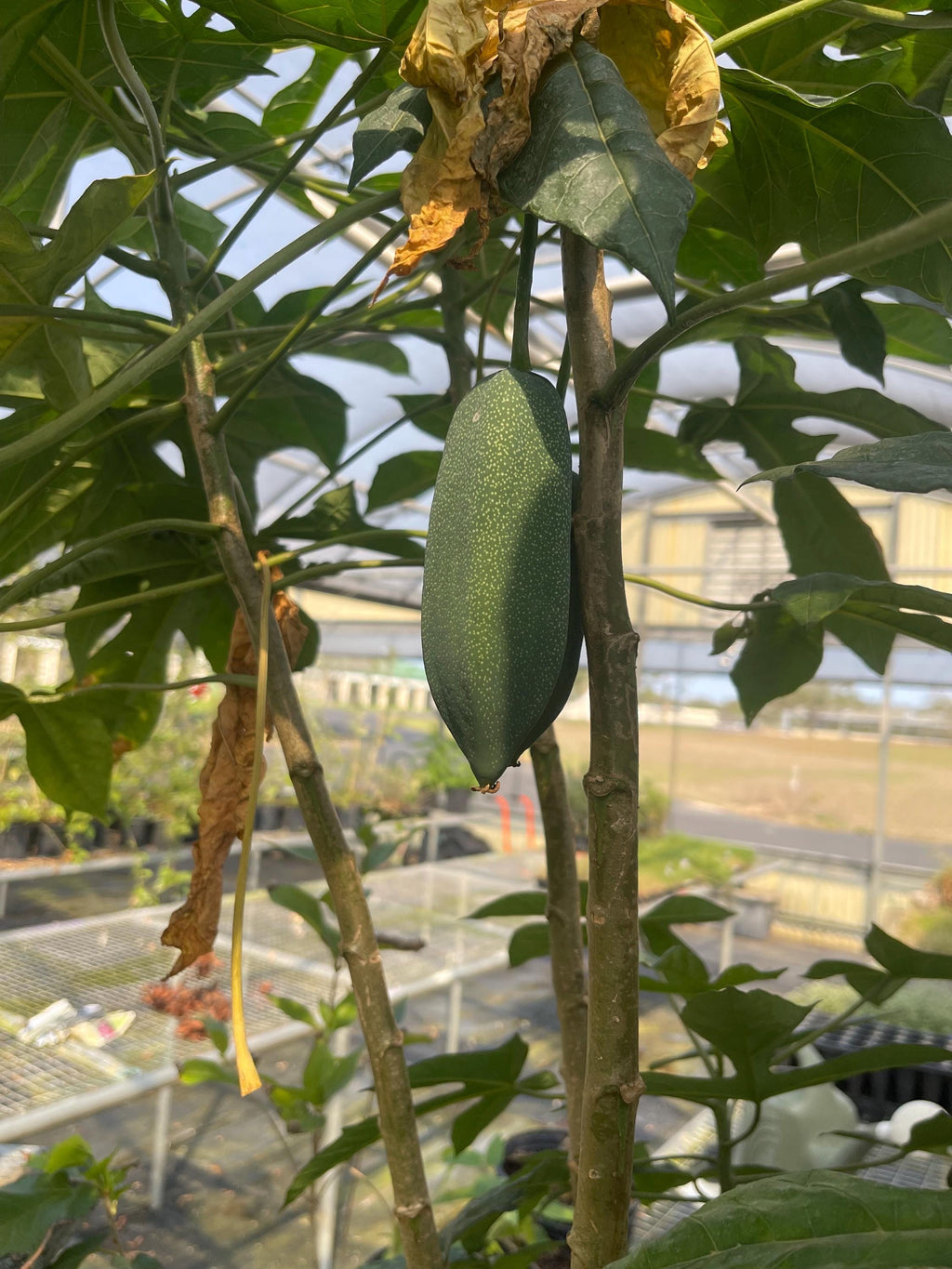 RARE Babaco/Mountain papaya plants