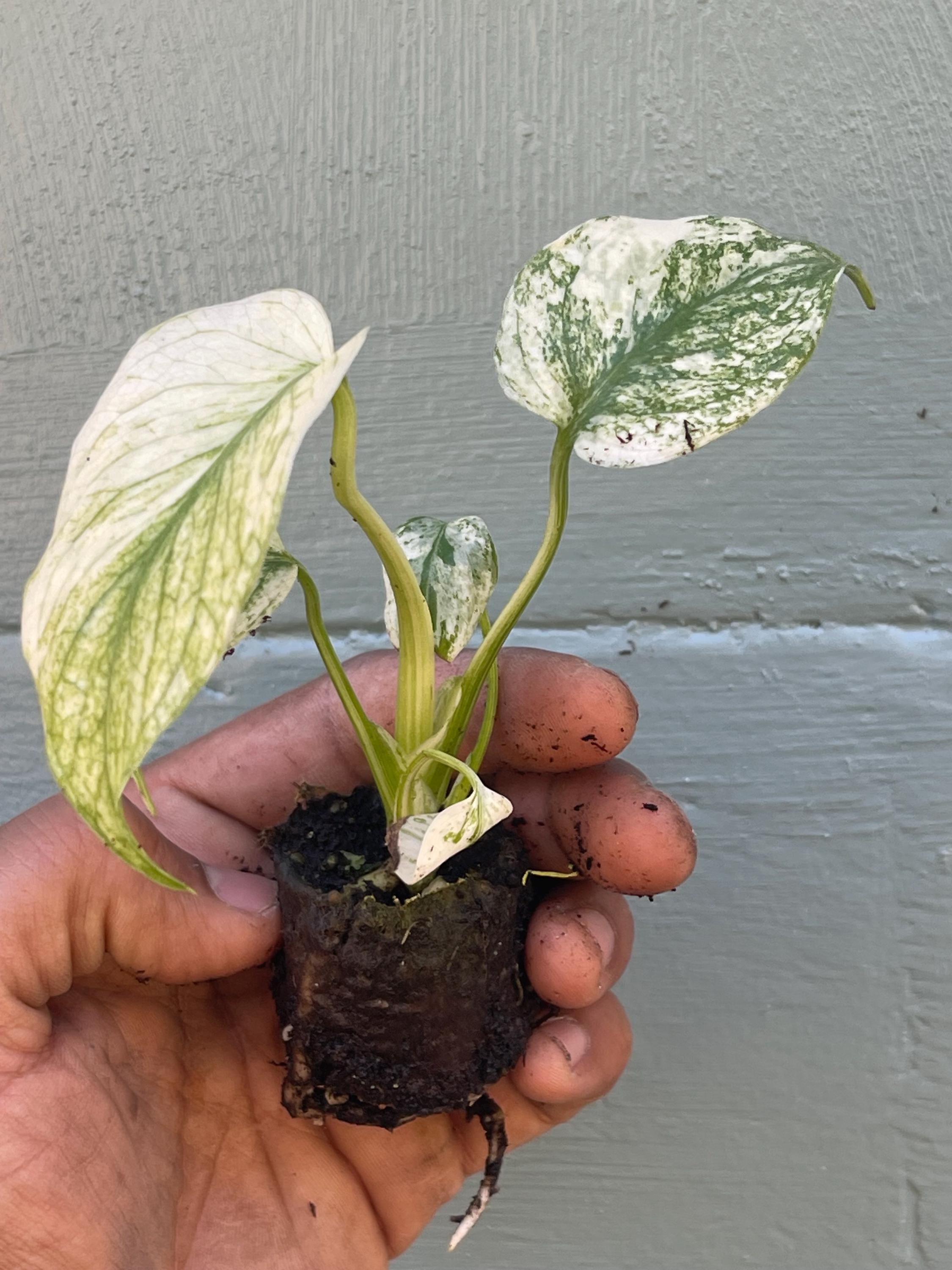 Rare Monstera Mint Variegated Live Plant | Collector plant | Unique Green & Mint Variegation