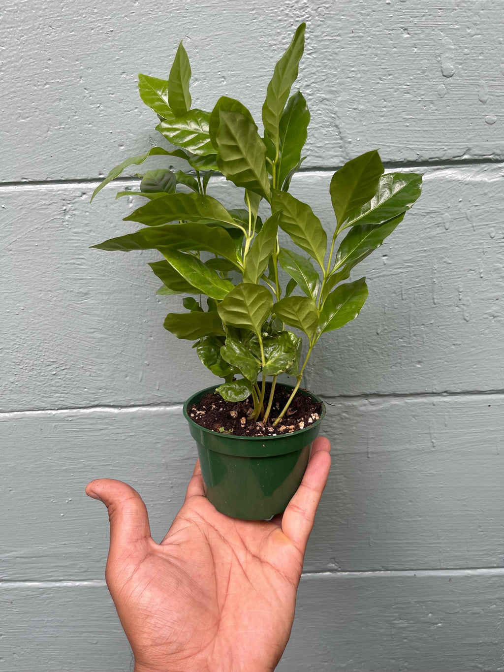 Coffea Arabica Coffee Plant: Live Indoor Houseplant, Easy Care