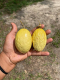 Yellow passionfruit (Passiflora edulis flavicarpa)