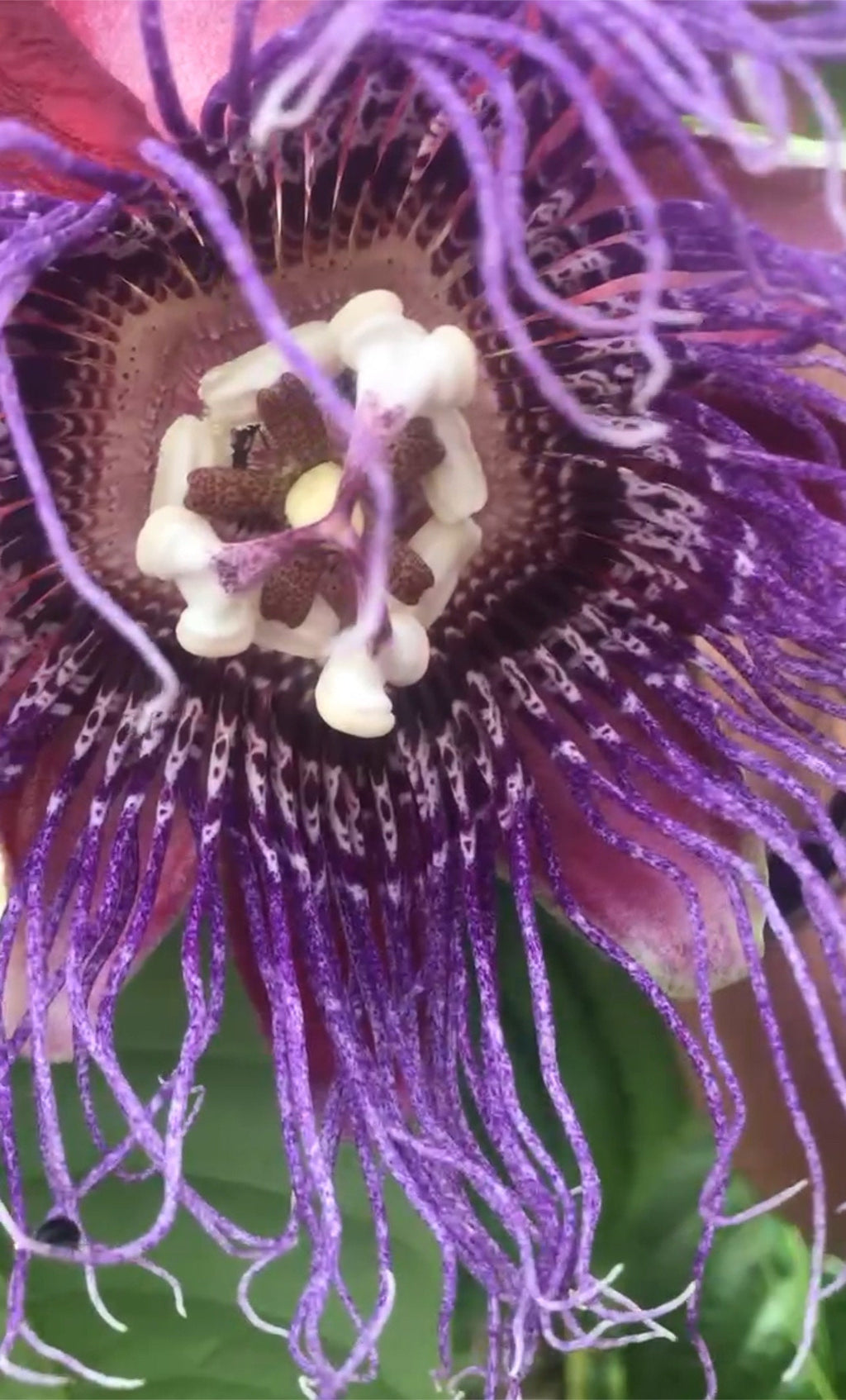 Passiflora quadrangularis (Giant Granadilla)