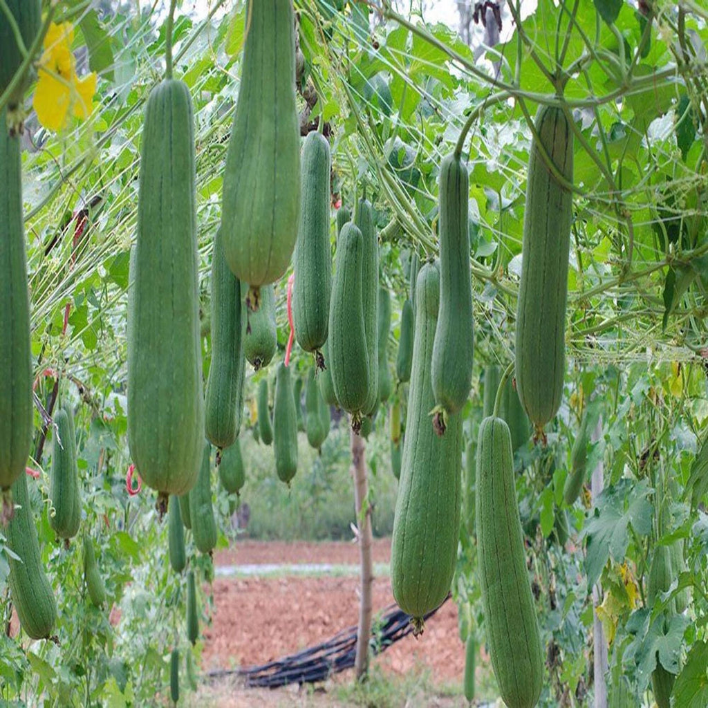 Luffa Seeds For Planting