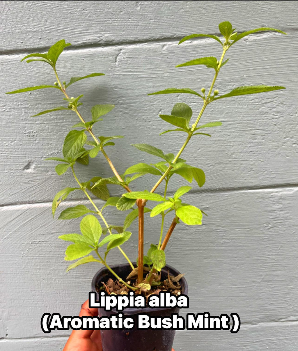 Lippia alba – Aromatic Bush Mint (4” Pot)