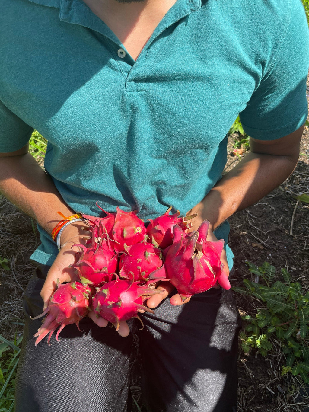 Red dragon fruit plants