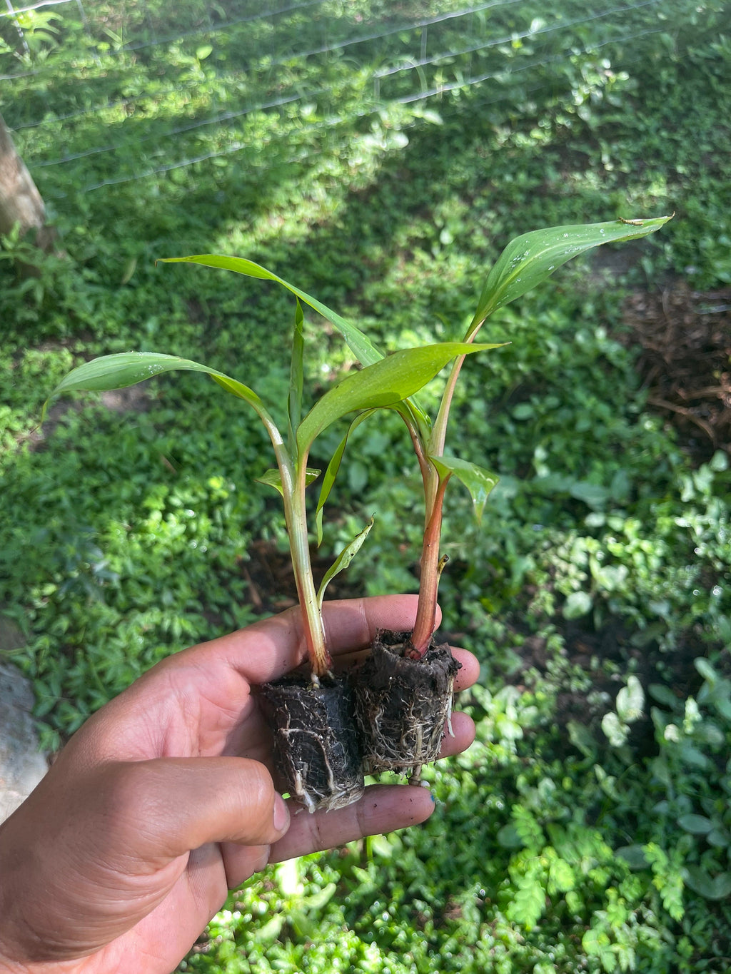 Red Dacca Banana Live Plant - Tropical Garden