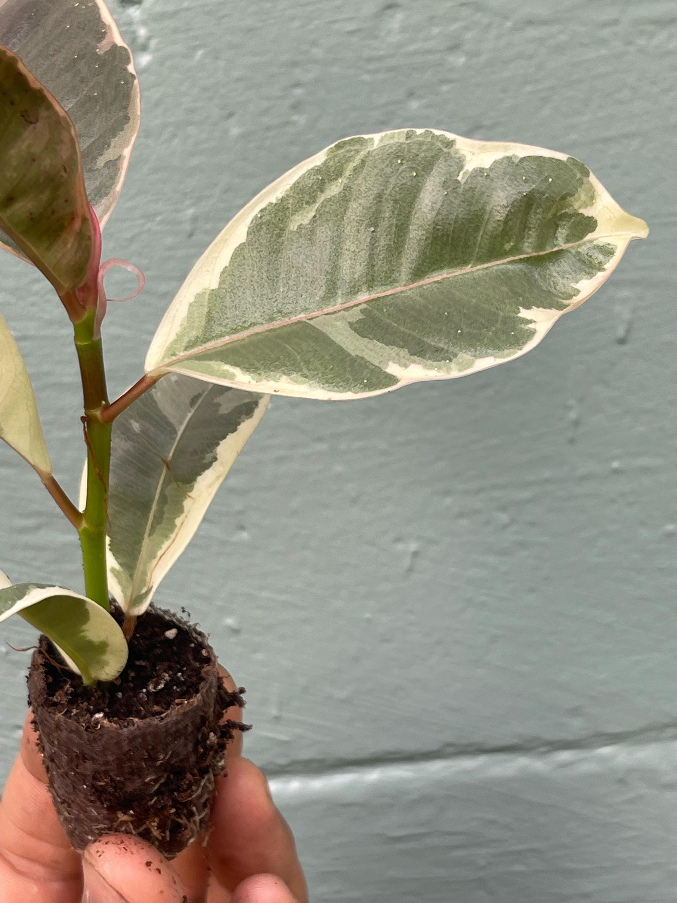 Variegated Rubber Tree 'Tineke': Easy-Care Tropical Houseplant