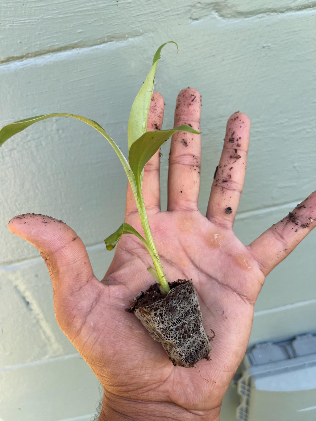 Musa Basjoo Banana Tree – Cold Hardy Tropical Plant, Fast Growing Ornamental Foliage