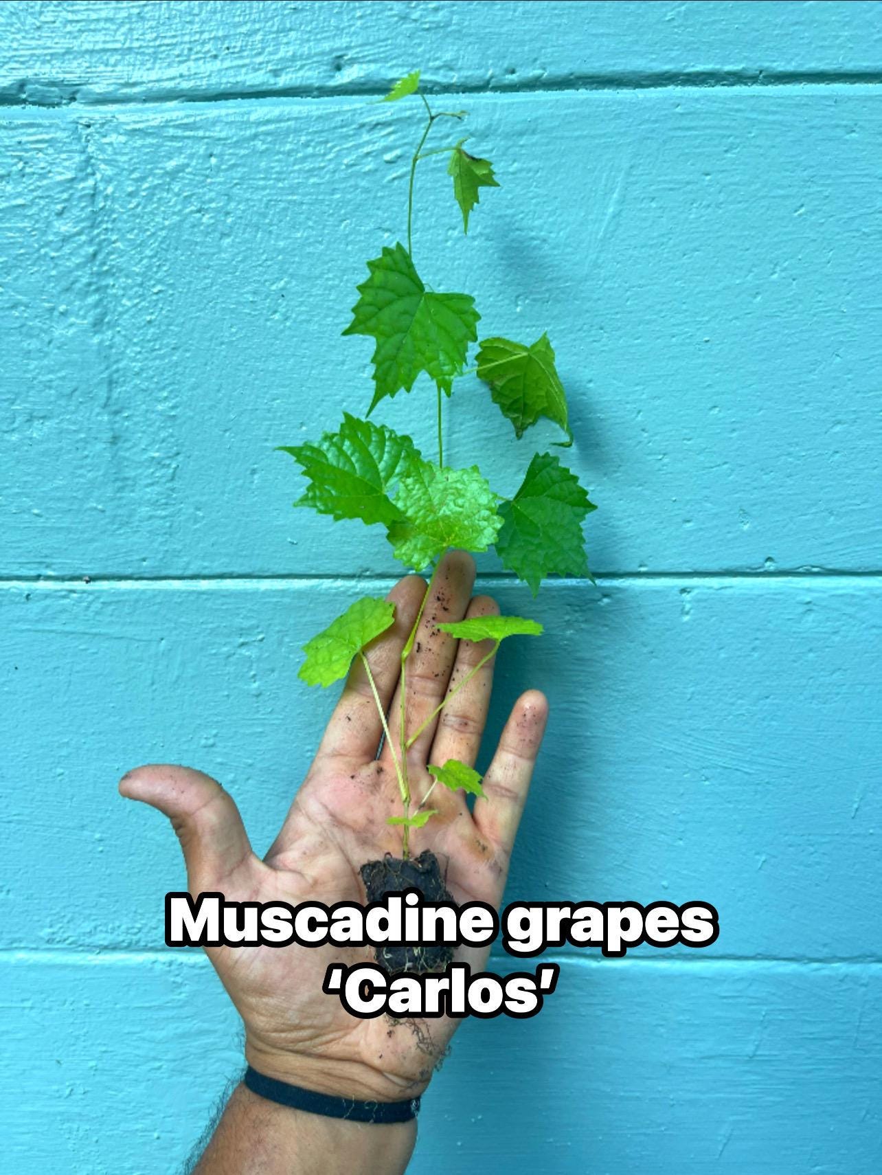 Carlos Muscadine Grape Vine: Self-Fertile Live Plant for Home Garden