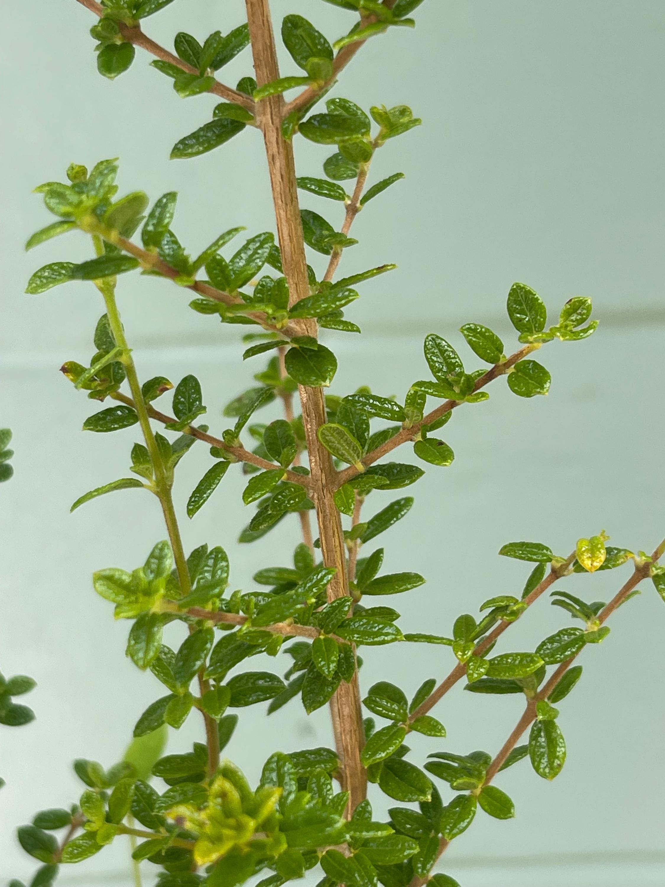 Nashia Inaguensis Live Plant | Rare Moujean Tea Herb, Fragrant Evergreen 4” Pot