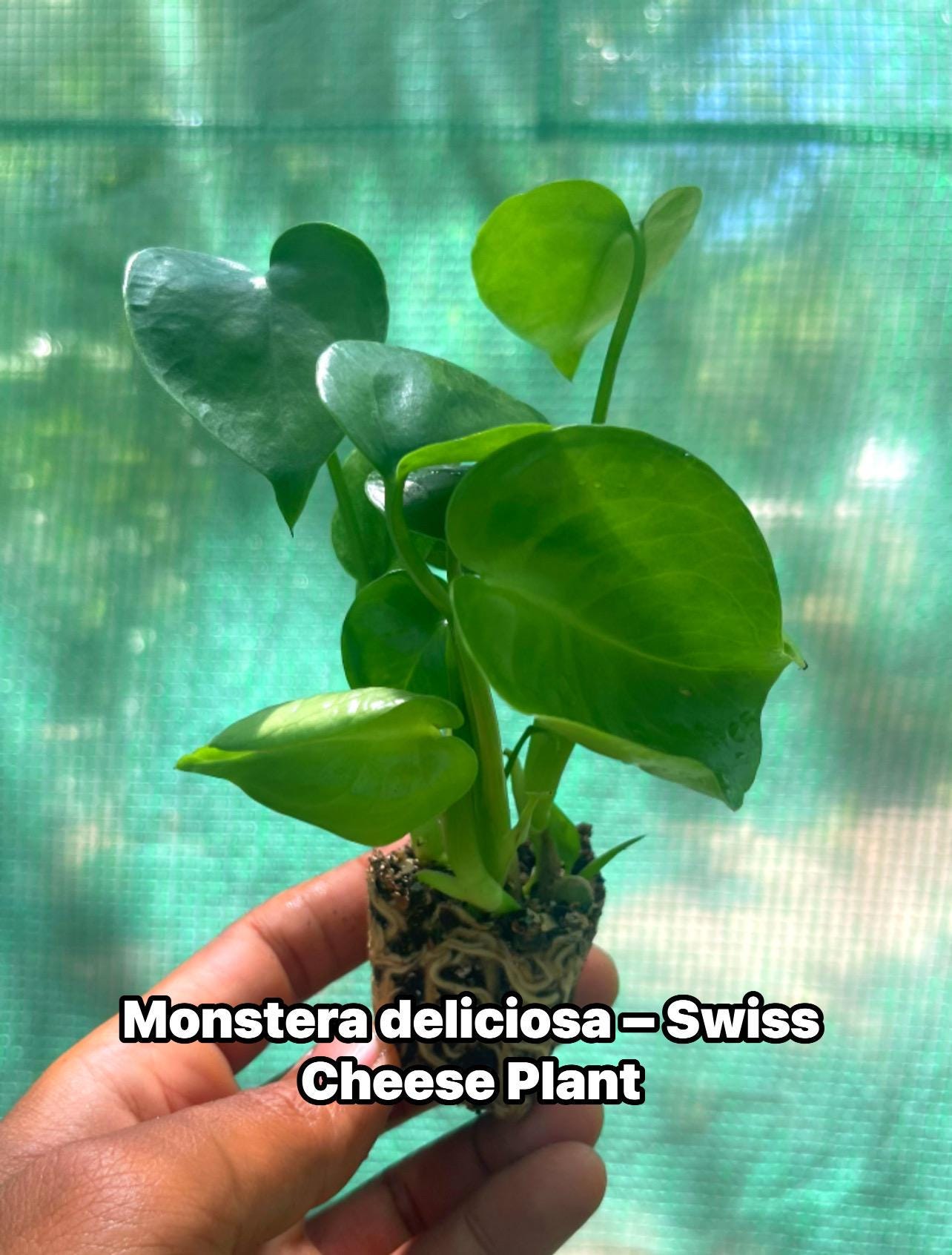 Monstera deliciosa – Swiss Cheese Plant – Tropical Houseplant – Live Rooted Plant – Edible Fruiting Aroid