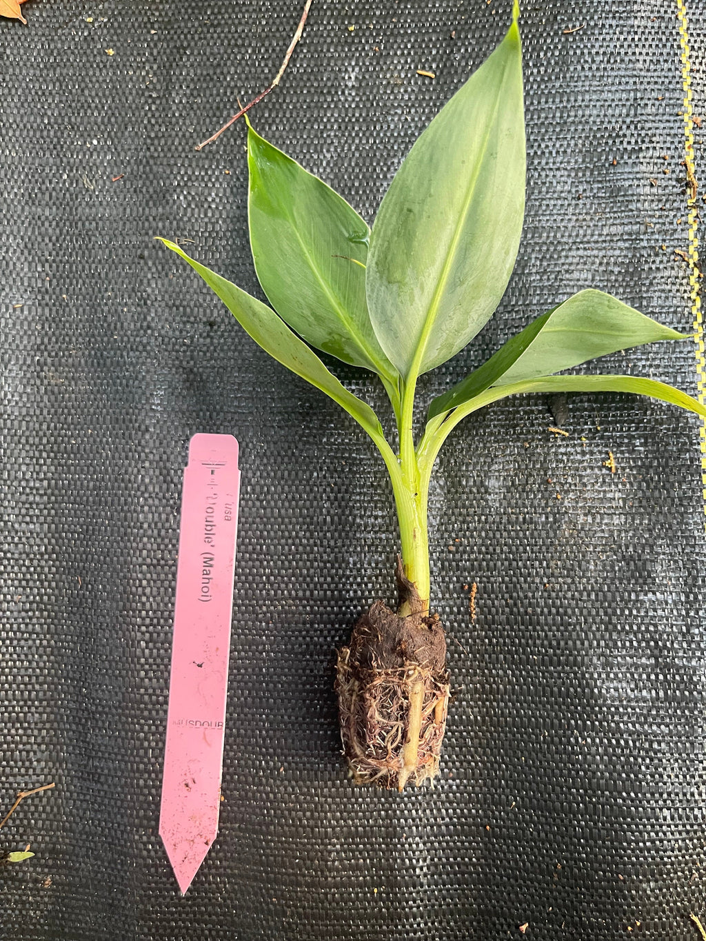 Banana (Double Mahoi) plants
