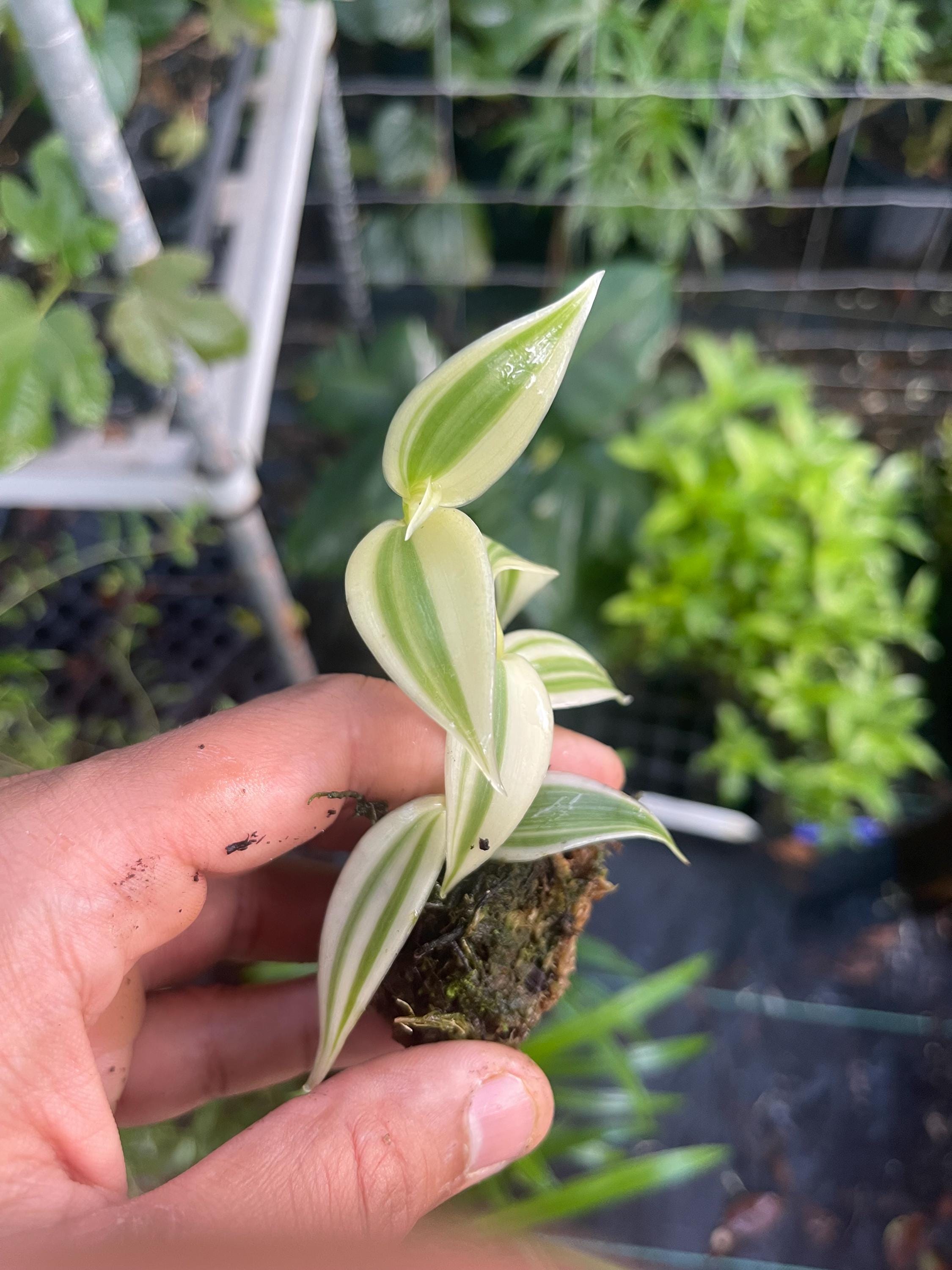 Live Variegated Vanilla Orchid Plant - Rare Edible Bean Vine