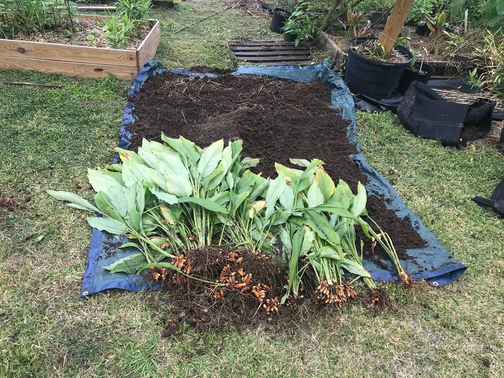 Turmeric plants (4 Inch containers)