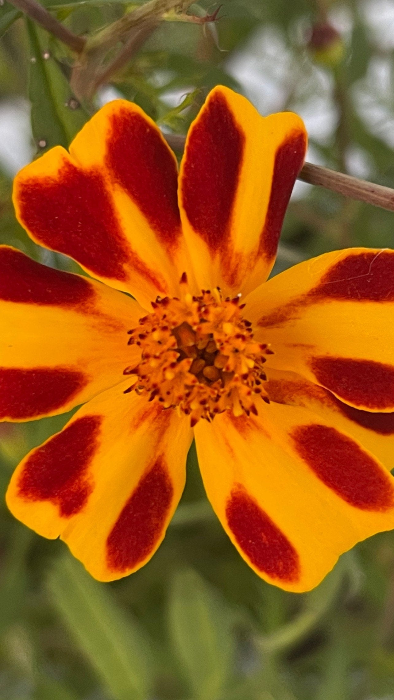 Burning Embers Marigold Seeds: Heirloom Vibrant Orange Blooms