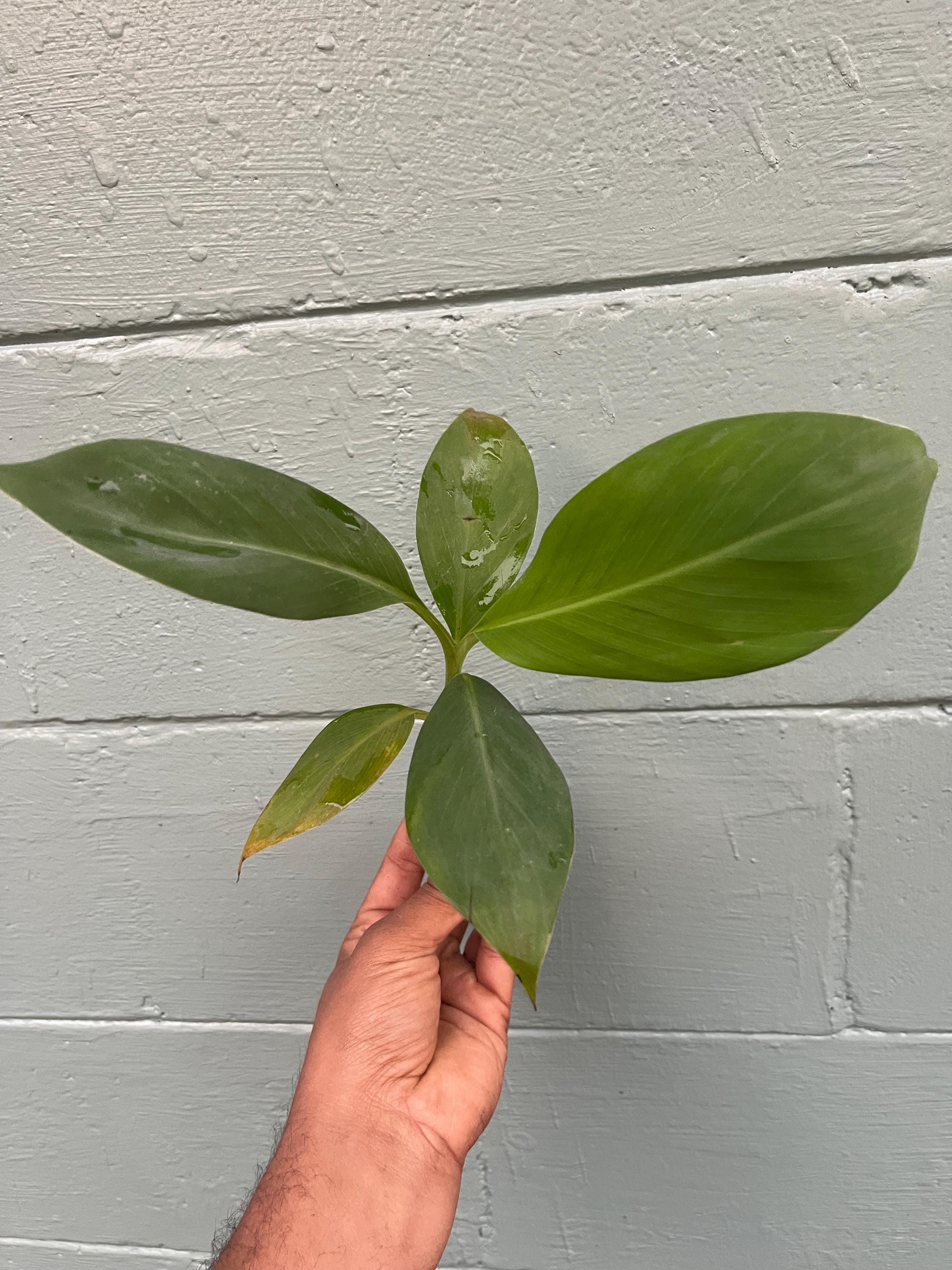 African Giant Banana Tree – Musa kandarian