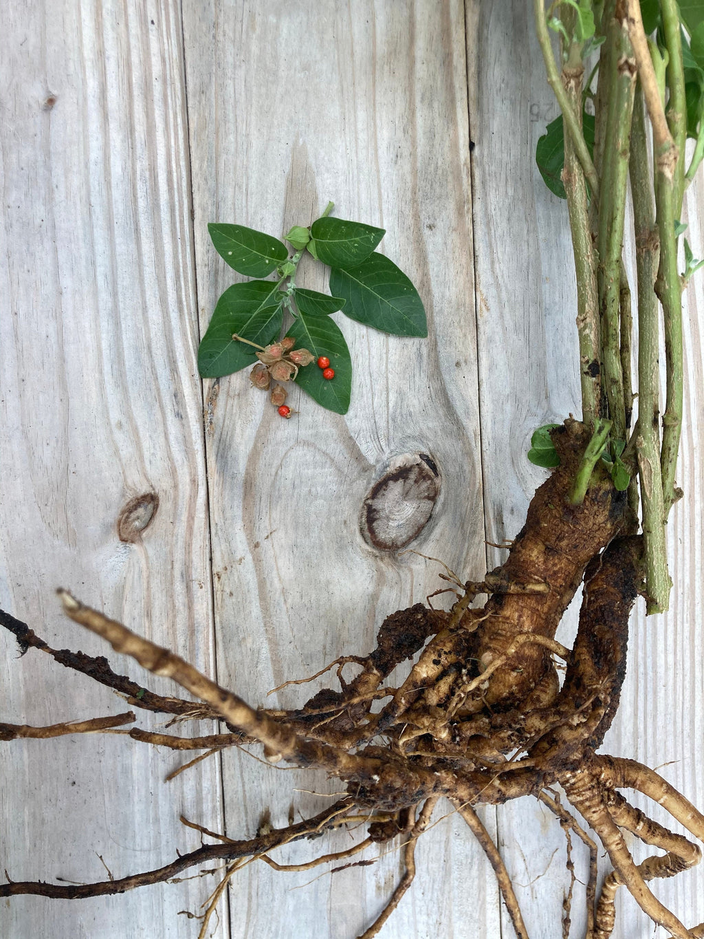 Ashwagandha seeds (Withania somnifera)