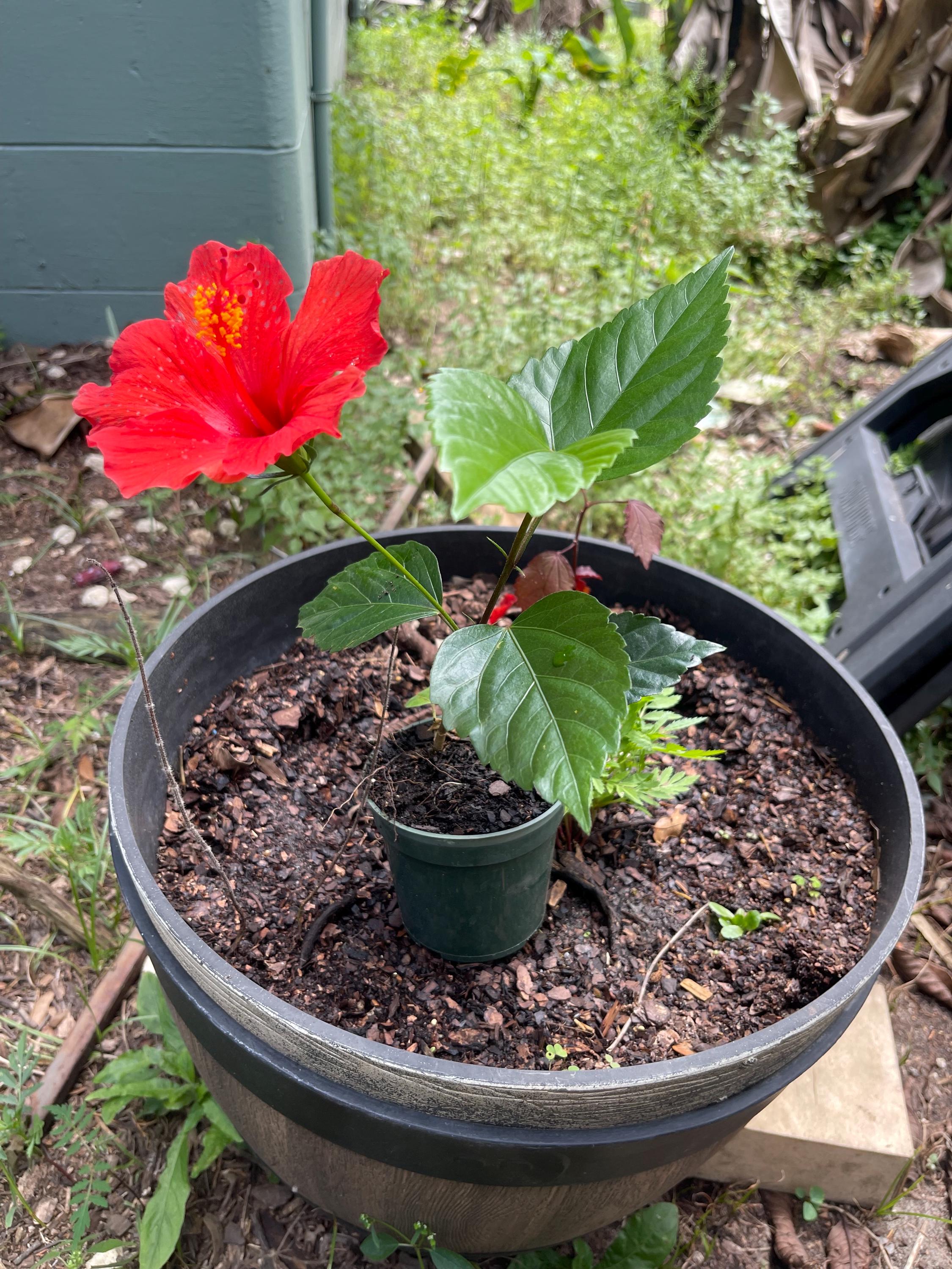 Brilliant Red Hibiscus Plant – 4” Pot | Tropical Red Blooming Shrub | Live Starter Plant
